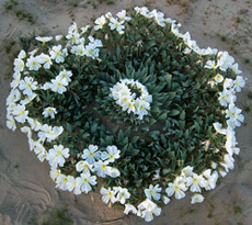 Desert primrose