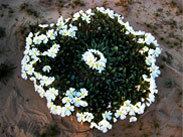 desert flowers