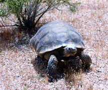 tortise